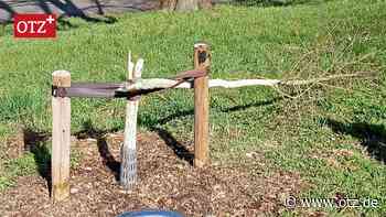 An Jenaer Bäumen geht die Axt um