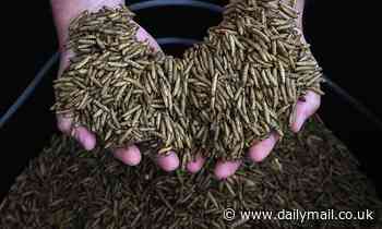 Swapping animal products for insect protein could reduce global warming