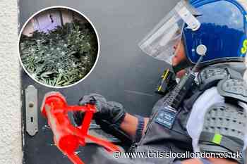 Belvedere: Cannabis factory found after drugs raid