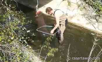 Capua, oltre 250 carpe in fin di vita in un canale d'irrigazione salvate in extremis dai volontari | - CasertaWeb