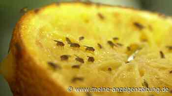 Essigfliege bekämpfen und verhindern – Tipps für den Garten