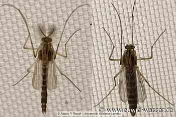 Laut Universität Koblenz-Landau transportieren Insekten Pestizide von Gewässer an Land - EUWID Wasser und Abwasser