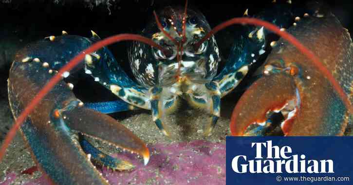 Crabs and lobsters may get similar rights to mammals in UK experiments