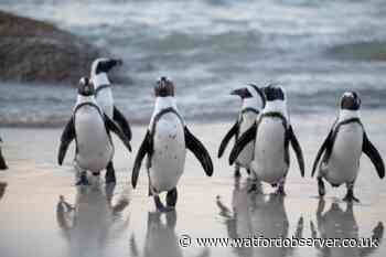 Celebrate World Penguin Day at a SEA LIFE penguin party