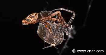 See Male Spiders Catapult to Escape Sexual Cannibalism     - CNET