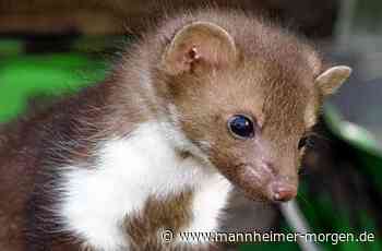 Marder-Familie samt Baby wohnt bei Mannheimern unterm Dach - Mannheim - Nachrichten und Informationen - Mannheimer Morgen