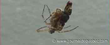 Ces araignées mâles se catapultent après l’accouplement pour éviter d’être mangées par leur partenaire