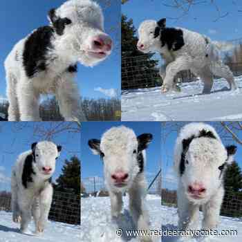 Meet Boop the yak, Discovery Wildlife Park's newest family member – Red Deer Advocate - Red Deer Advocate
