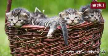 Mit Haustier auf der Flucht: Katze bekommt fünf Babys nach Ankunft in Lindau - Schwäbische