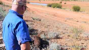 Cattle station looking for solutions to deadly rail track quandary