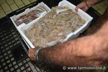 Pescherecci in mare e mercato ittico aperto nel festivo dopo il maltempo di Pasqua - Termoli Online