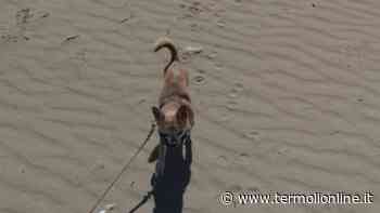 Termoli: «Aiutateci a ritrovare Nilo» - Termoli Online