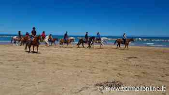 Una magnifica cavalcata di libertà sulla spiaggia - Termoli Online