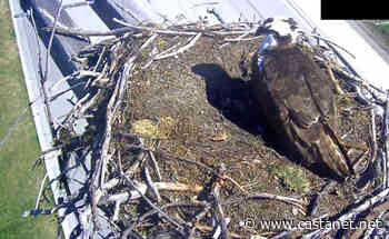 Osoyoos' celebrity ospreys back in the nest, live camera turned on ahead of nesting season - Penticton News - Castanet.net