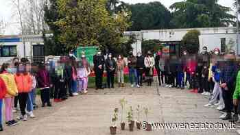 Un frammento del Ficus di Giovanni Falcone è arrivato alla scuola Marco Polo di Spinea - VeneziaToday