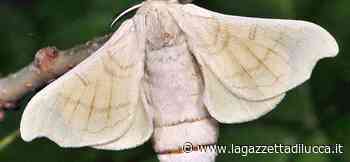 Altra tradizione del 25 aprile: San Marco. Quando le donne covavano i bachi da seta - La Gazzetta di Lucca