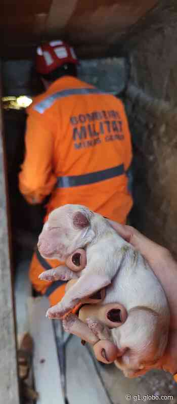 Cadela dá à luz 4 filhotes em vão de escada, eles ficam presos e são resgatados por bombeiros; FOTOS - Globo