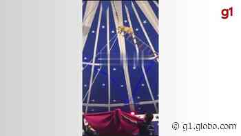 Cachorro sobe em escada de corda e pula do alto em apresentação de circo no Ceará; prática é proibida - Globo