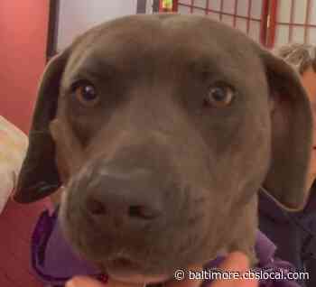 WJZ’s Furever Friend: Sylvia