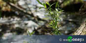 Base militare Pisa nel parco tutelato: cos'è, cosa sta succedendo e ragioni delle polemiche - Money.it