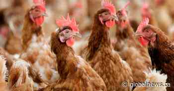 ‘Devastating’: 16 cases of Avian flu found in Alberta