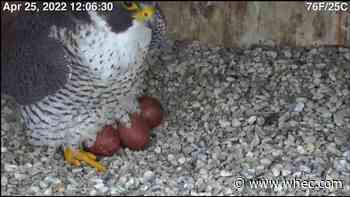 Peregrine Falcon on Times Square Building produces fourth egg