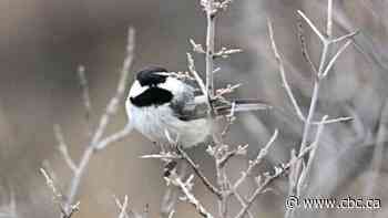 Hand-feeding of chickadees banned near Saskatoon as avian flu spreads