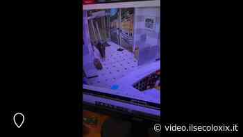 Rapallo, cinghiale sfonda la porta ed entra in albergo - Il Secolo XIX