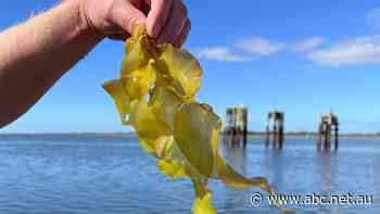 High hopes for seaweed farm as ideal site found on Victorian coastline