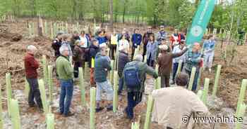 Naaldhoutbossen sterven af in grensregio: nieuwe boomsoorten moeten ecosysteem versterken - Het Laatste Nieuws