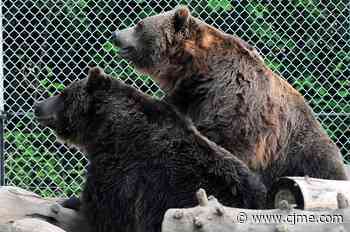 Saskatoon grizzlies wake up from hibernation | 980 CJME - News Talk 980 CJME