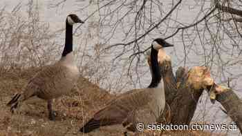 Discarded masks threaten Saskatoon's birds, Living Sky says - CTV News Saskatoon