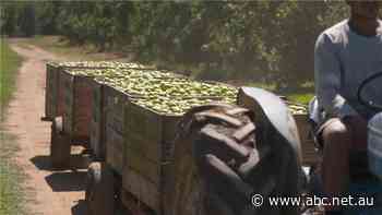 Labor turns its back on Ag Visa, looks to Pacific to fill farm worker shortage