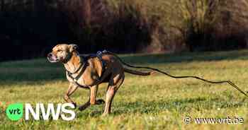 Dierenopvangers ontfermen zich over gevonden honden in Geel: "Zo snel mogelijk baasje en hond herenigen" - Vlaamse Radio- en Televisieomroeporganisatie