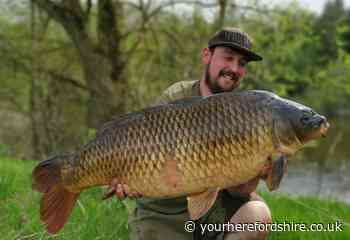NEWS | Carp weighing nearly 40lb was caught in Herefordshire over the Bank Holiday weekend | Herefordshire's Independent Source of News & Information - Your Herefordshire