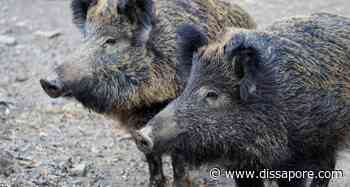Peste suina africana: due nuovi casi portano il totale a cento - dissapore