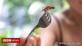 Lab-grown meat and insects 'good for planet and health'