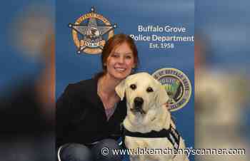 Buffalo Grove Police Department welcomes therapy dog to work alongside department social worker - Lake and McHenry County Scanner