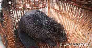 Man redt gewonde bever van strand Noordwijk - Telegraaf.nl