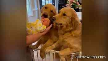 WATCH:  Video of golden retrievers meeting new baby brother goes viral on TikTok