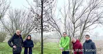 Kaarst wird grüner: Der diesjährige „Grüne“ Baum ist eine Rotbuche - Stadt-Kurier