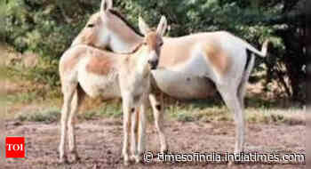 Rajasthan: Now, Rankhar forest reserved for wild ass - Times of India