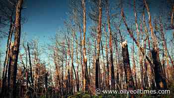 Heat, Drought Causing Forest Die-Offs Globally - Olive Oil Times