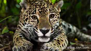 This narrow corridor of land could mean life or death for jaguars in Belize - CNN
