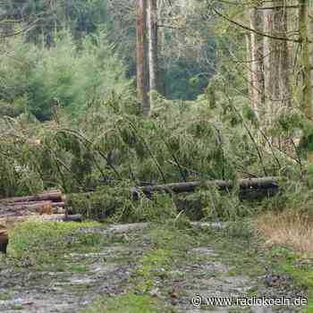IG Bau fordert mehr Personal für Forstarbeit - Radio Köln