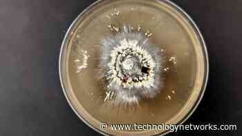 Understanding the Forest Microbes That Can Survive Megafires - Technology Networks