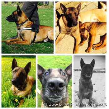 'Phenomenal' and 'successful' retired police dog dies