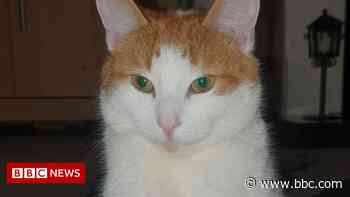 Hull cat poisoning warning after two pets found dead - BBC
