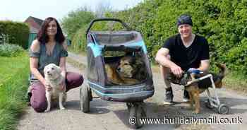 Hull Vegan Festival returns after two years featuring 40 stalls and live music - Hull Live