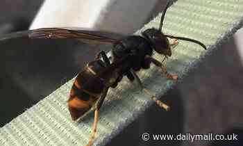 UK braced for invasion of bee-killer Asian hornets